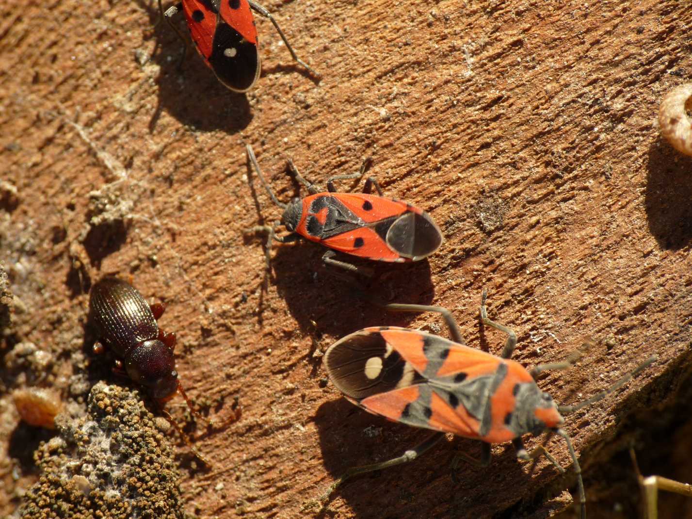Vari Heteroptera svernanti.